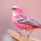 Pink-browed Rosefinch Bird