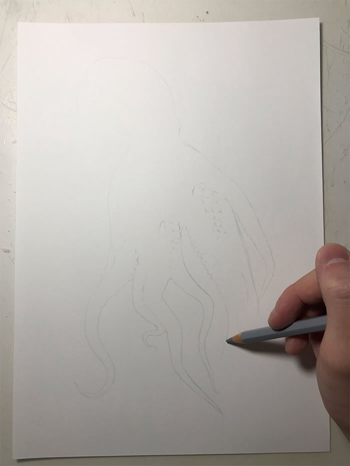 Step-By-Step Process On Drawing A Realistic Octopus