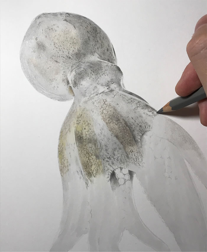 Step-By-Step Process On Drawing A Realistic Octopus