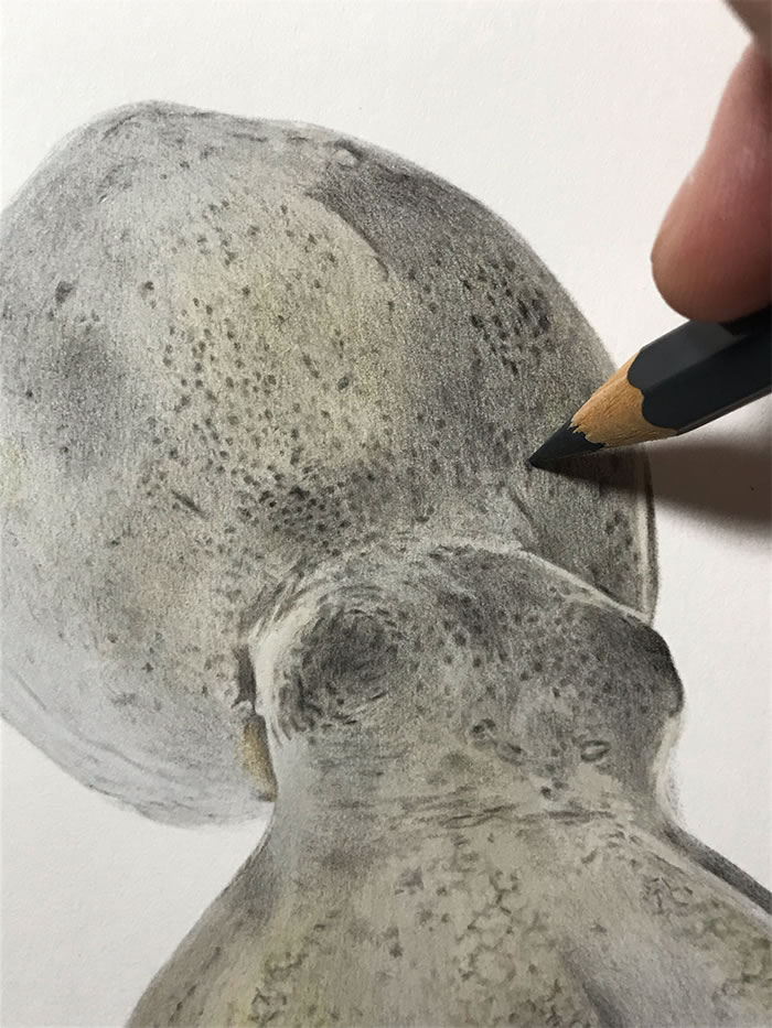 Step-By-Step Process On Drawing A Realistic Octopus