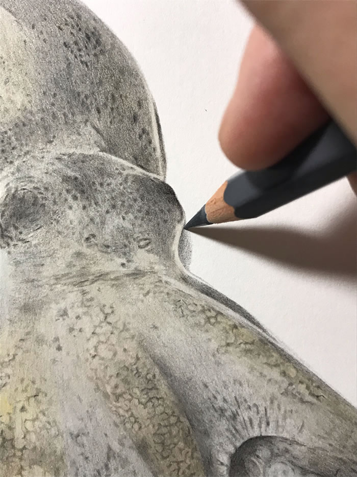 Step-By-Step Process On Drawing A Realistic Octopus