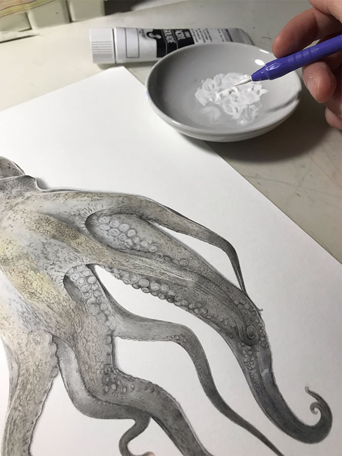 Step-By-Step Process On Drawing A Realistic Octopus