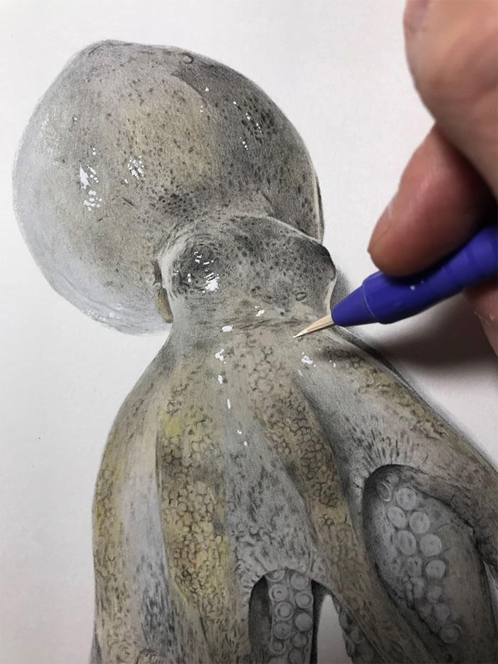 Step-By-Step Process On Drawing A Realistic Octopus