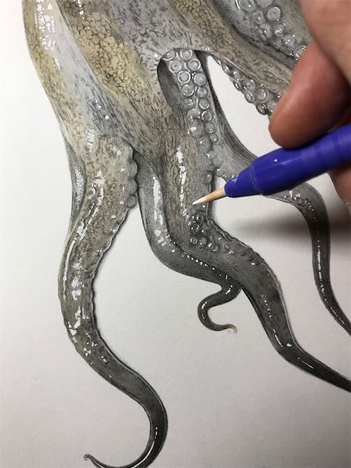 Step-By-Step Process On Drawing A Realistic Octopus