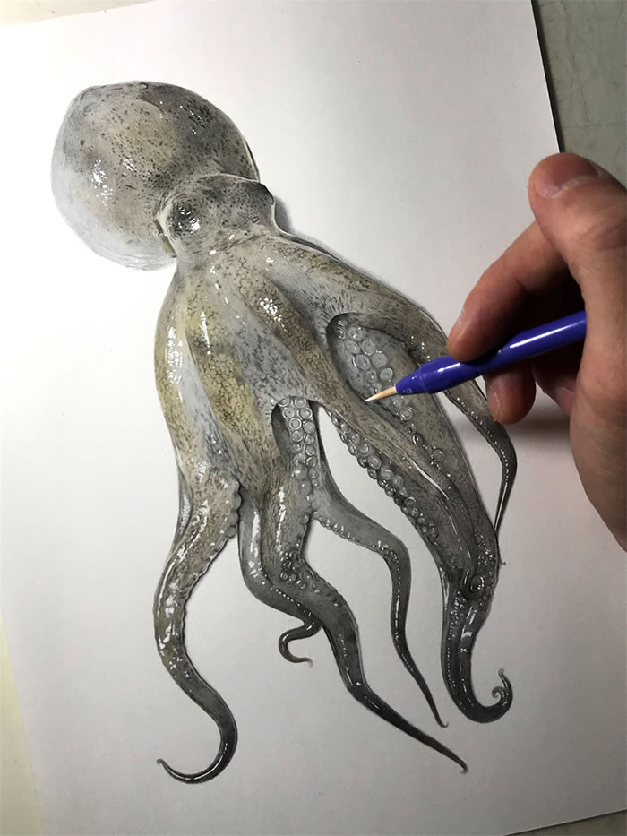 Step-By-Step Process On Drawing A Realistic Octopus