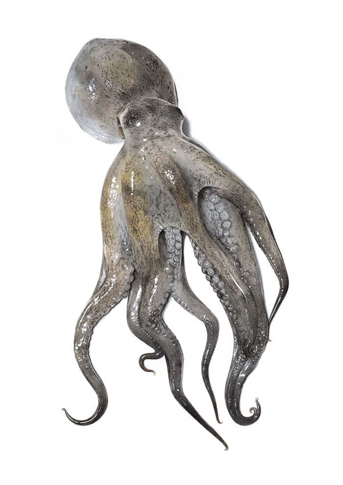 Step-By-Step Process On Drawing A Realistic Octopus