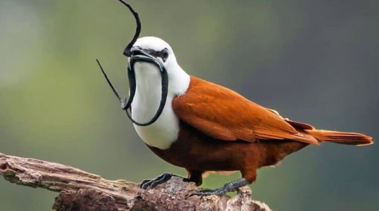 Three-Wattled Bellbird