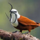 Three-Wattled Bellbird