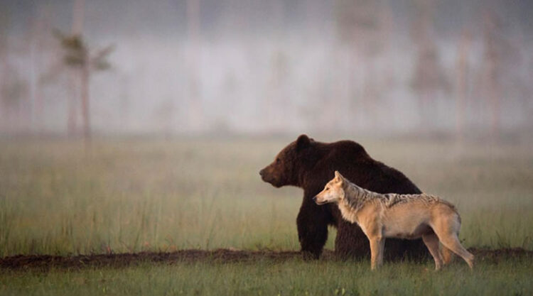 Friendship Between Wolf And Bear