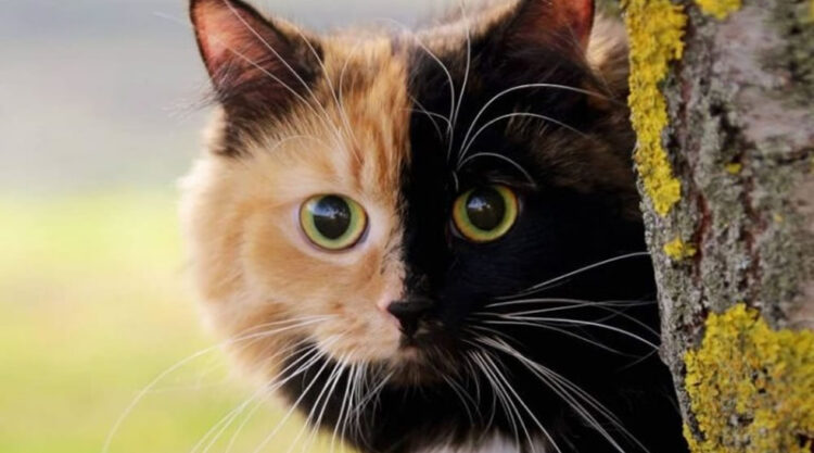 Yana Chimera Two Faced Cat