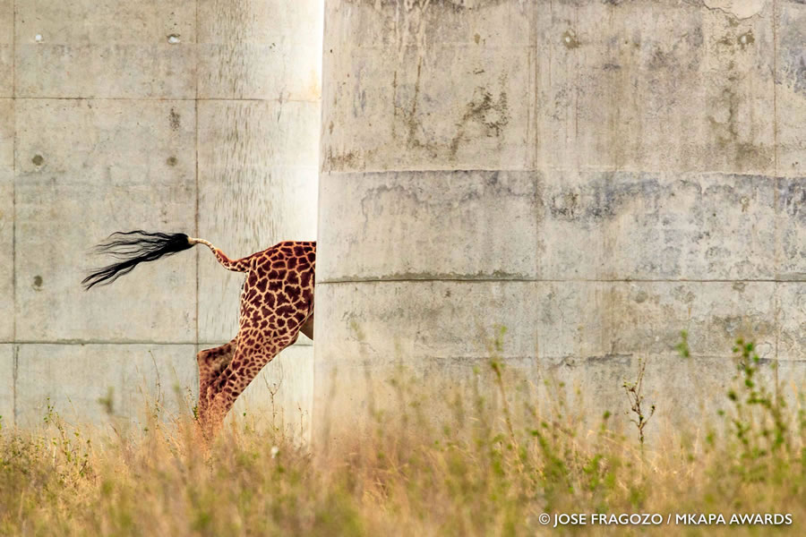 African Wildlife Photography Awards 2022