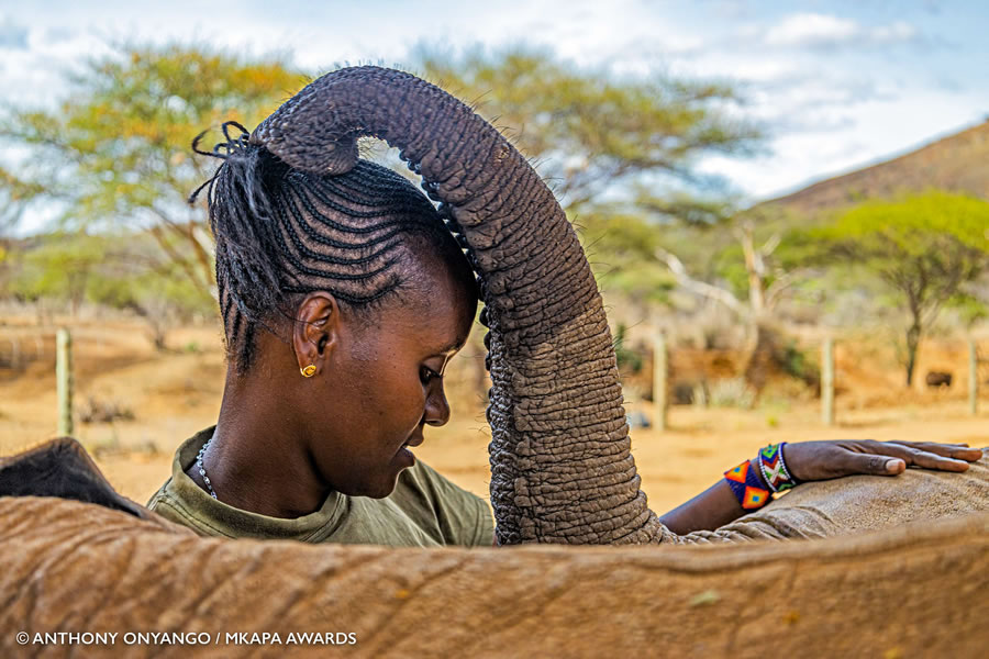 African Wildlife Photography Awards 2022