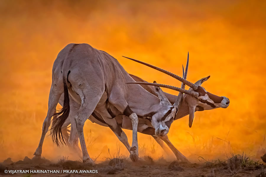 African Wildlife Photography Awards 2022