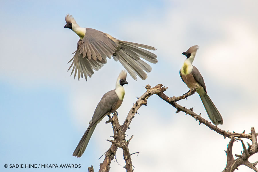 African Wildlife Photography Awards 2022