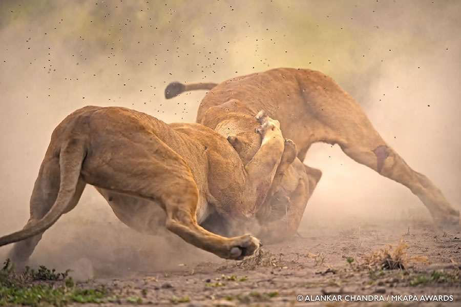 African Wildlife Photography Awards 2022