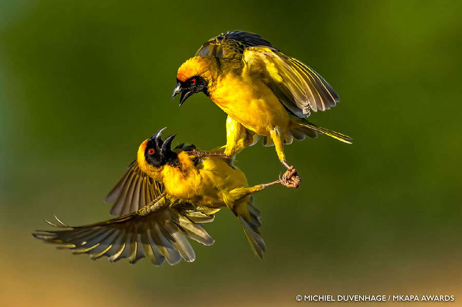 African Wildlife Photography Awards 2022