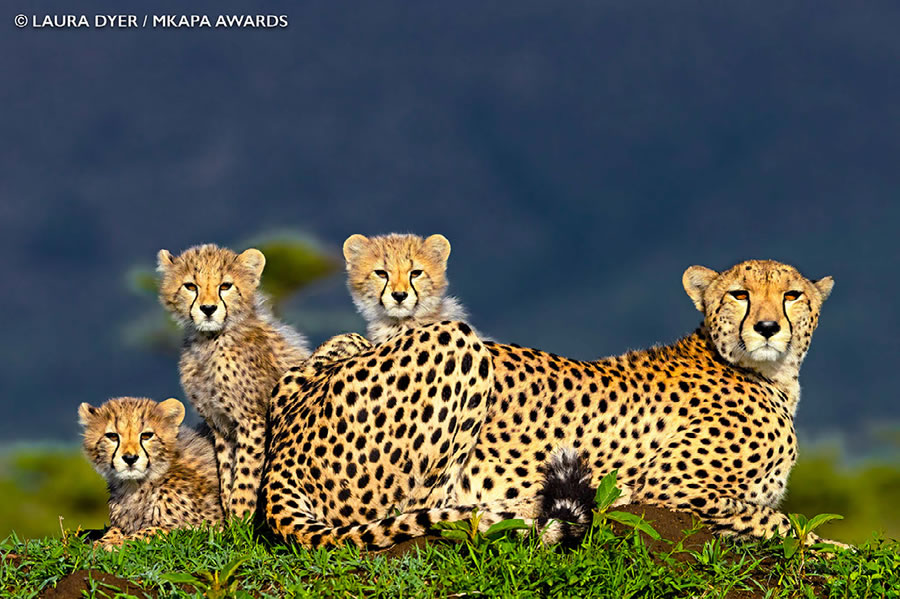 African Wildlife Photography Awards 2022