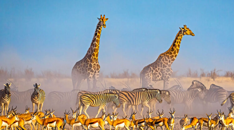 African Wildlife Photography Awards 2022