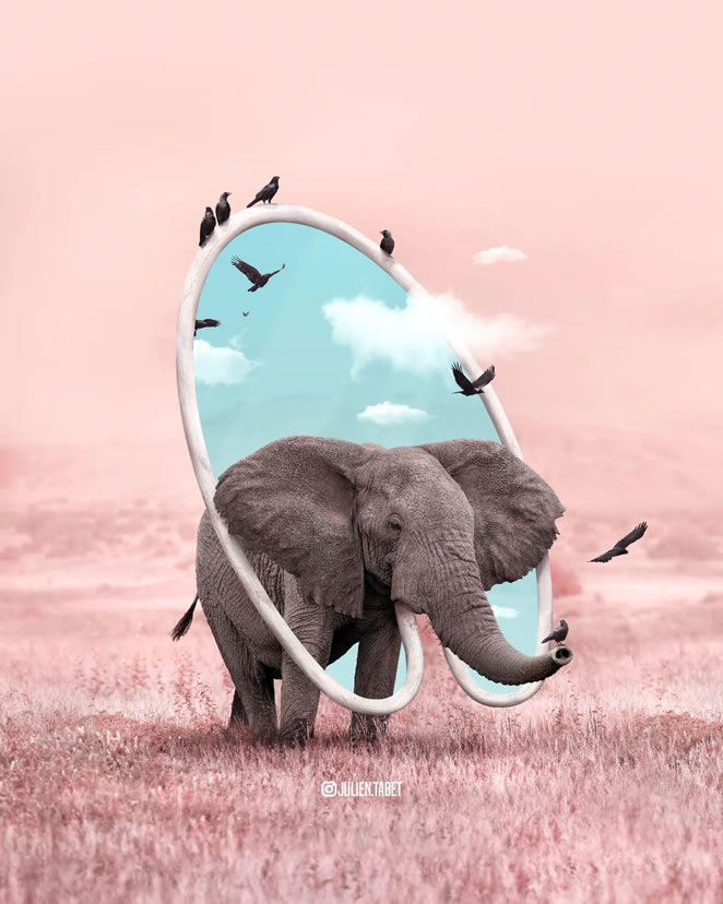 Animal Photo Manipulations by Julien Tabet