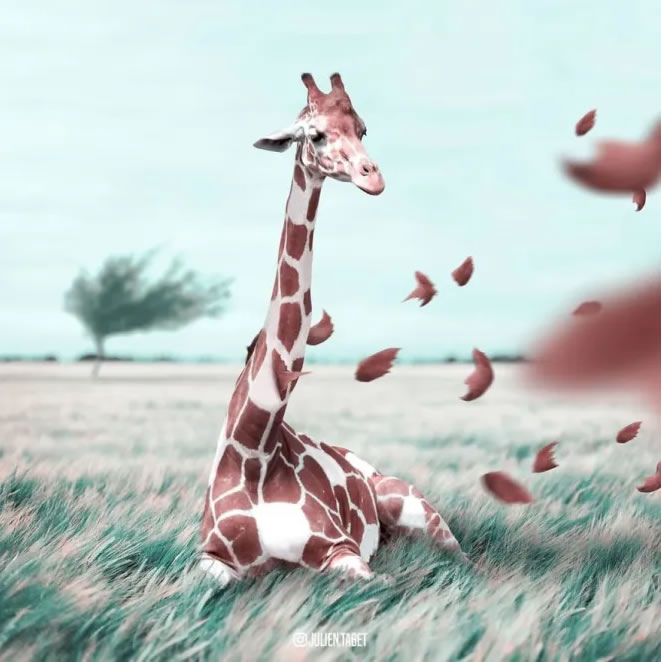 Animal Photo Manipulations by Julien Tabet