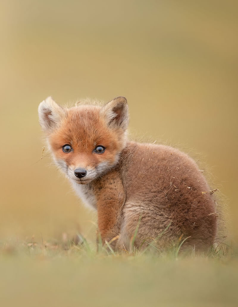 Beautiful Wildlife Photography By Dick van Duijn