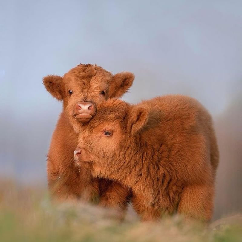 Beautiful Wildlife Photography By Dick van Duijn