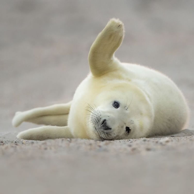 Beautiful Wildlife Photography By Dick van Duijn