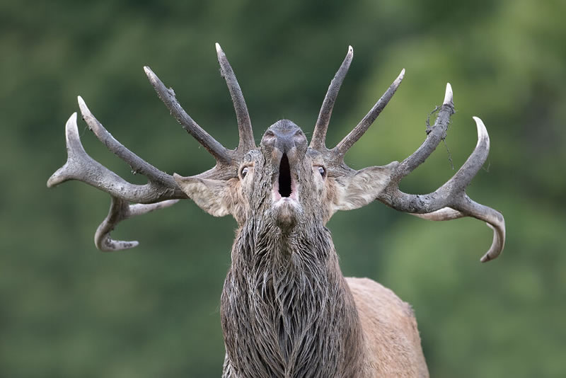 Beautiful Wildlife Photography By Dick van Duijn