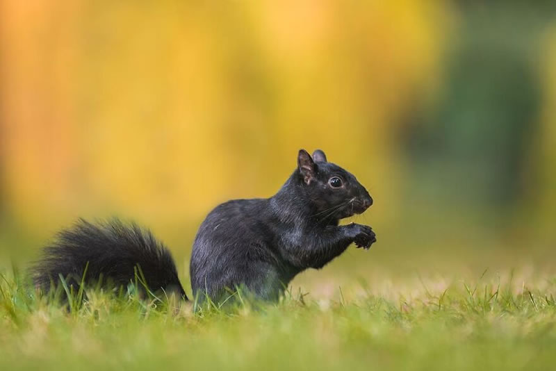 Beautiful Wildlife Photography By Dick van Duijn