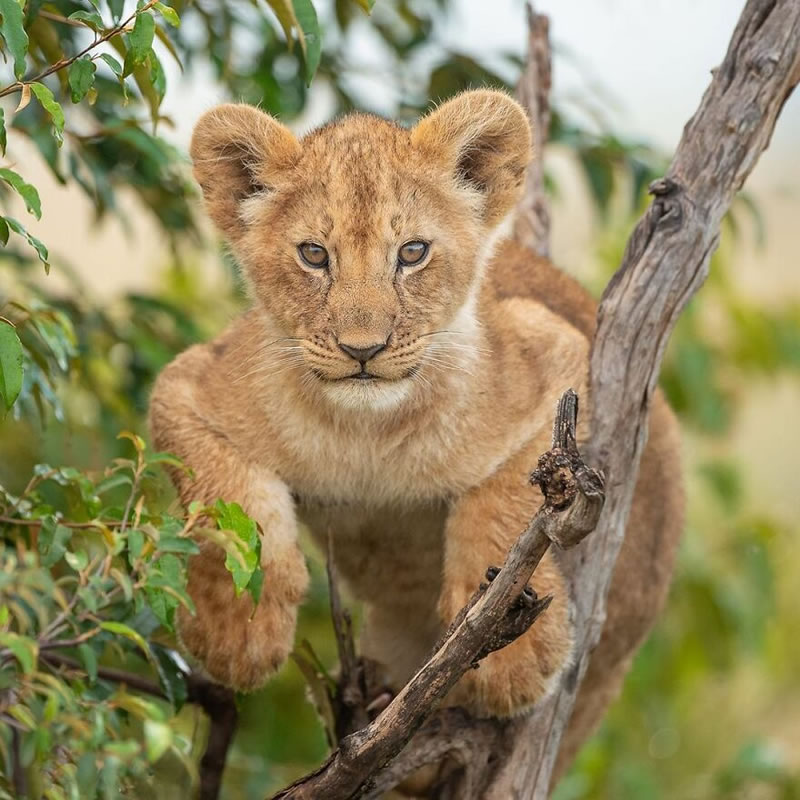 Beautiful Wildlife Photography By Dick van Duijn