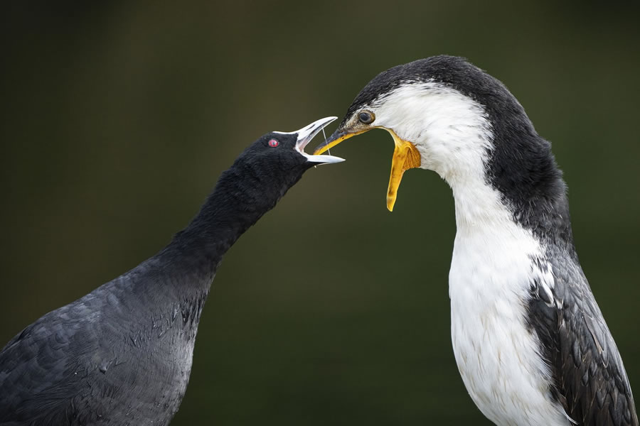 BirdLife Australia Photography Awards 2022