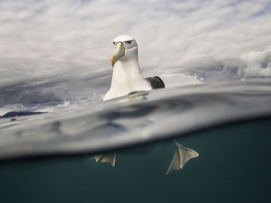 BirdLife Australia Photography Awards 2022