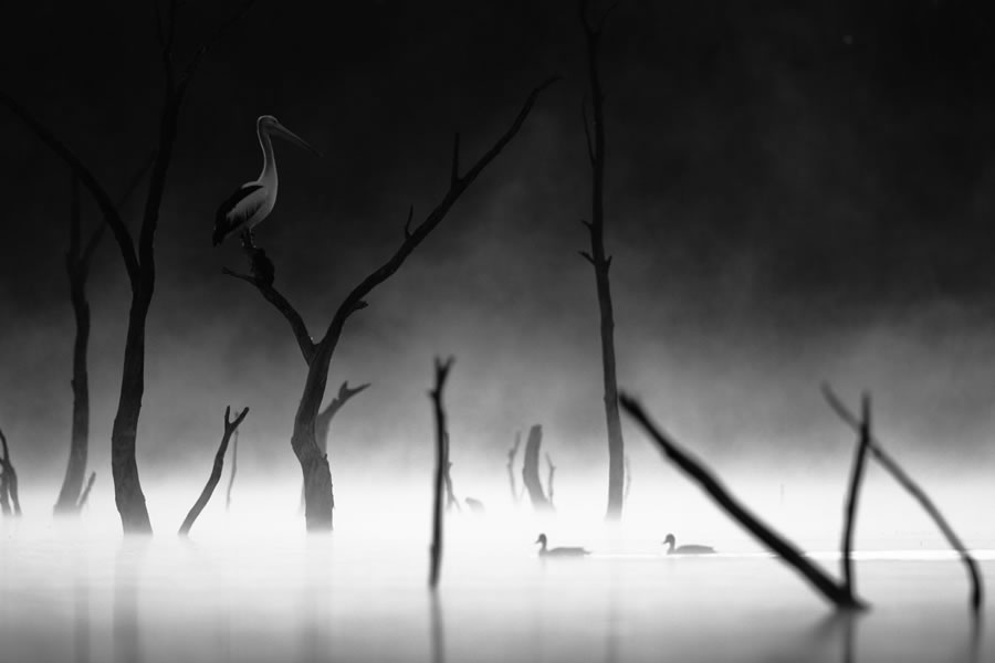 BirdLife Australia Photography Awards 2022