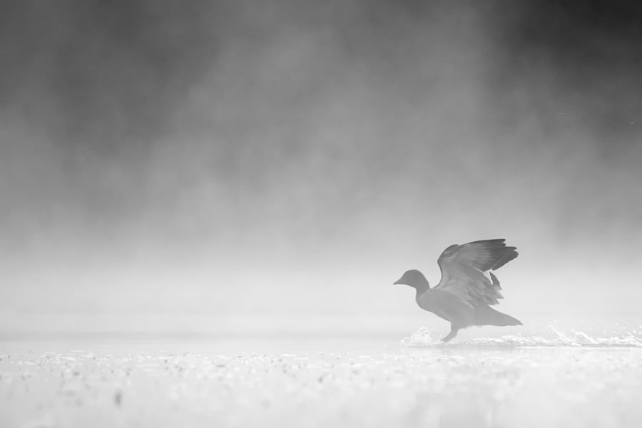 BirdLife Australia Photography Awards 2022