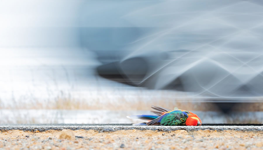 BirdLife Australia Photography Awards 2022