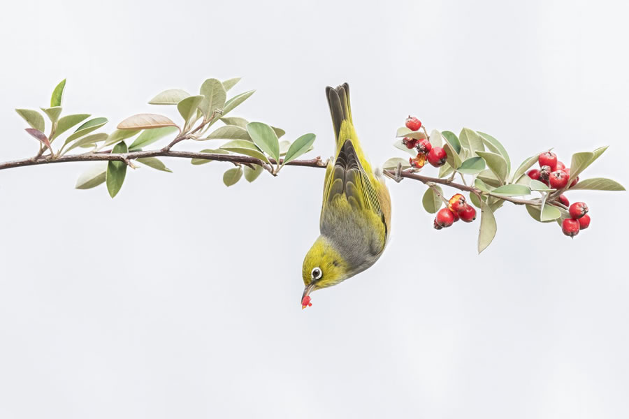 BirdLife Australia Photography Awards 2022