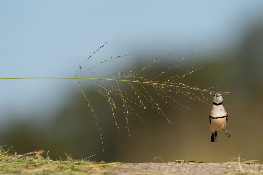 BirdLife Australia Photography Awards 2022