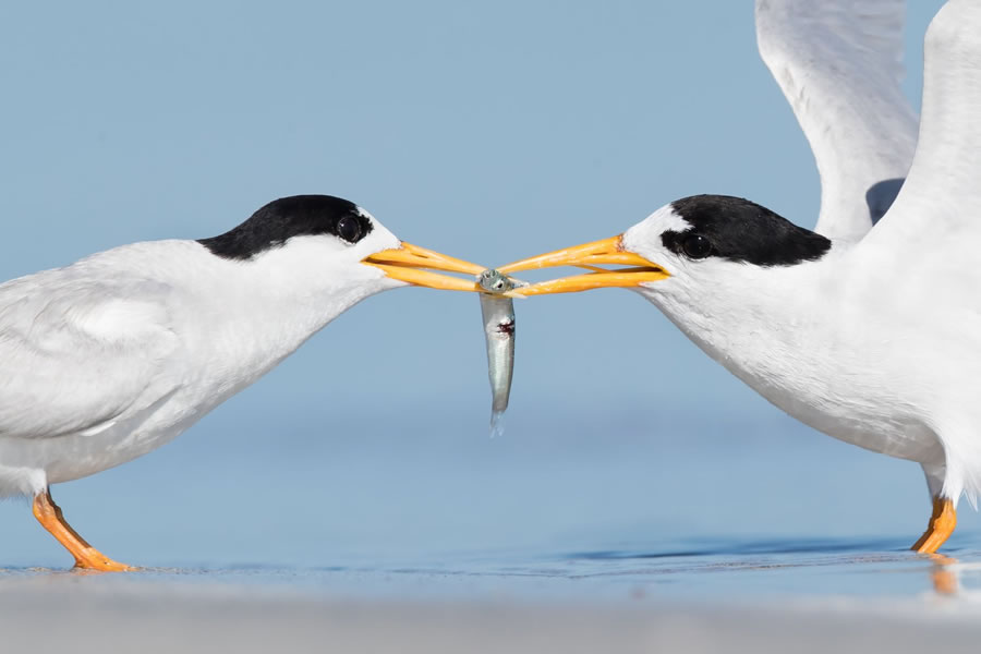 BirdLife Australia Photography Awards 2022