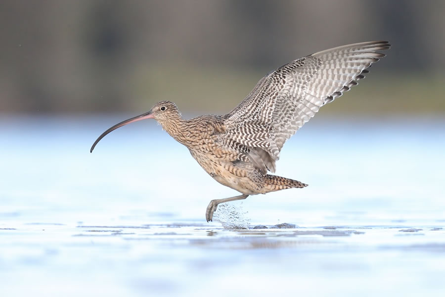 BirdLife Australia Photography Awards 2022