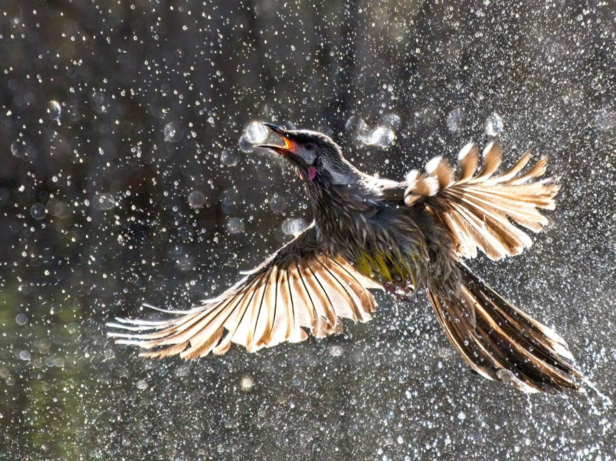 BirdLife Australia Photography Awards 2022