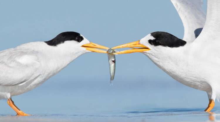 BirdLife Australia Photography Awards 2022