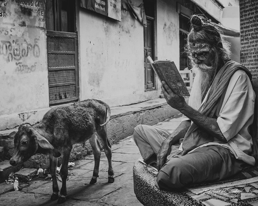 Co-Existence: Bulls Of Varanasi By Supriyo R Sarkar