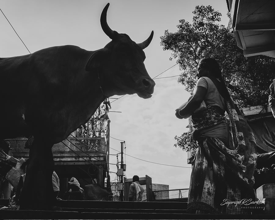 Co-Existence: Bulls Of Varanasi By Supriyo R Sarkar