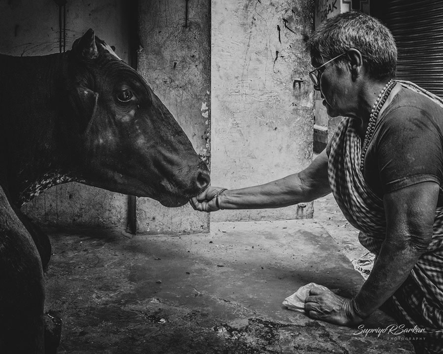 Co-Existence: Bulls Of Varanasi By Supriyo R Sarkar