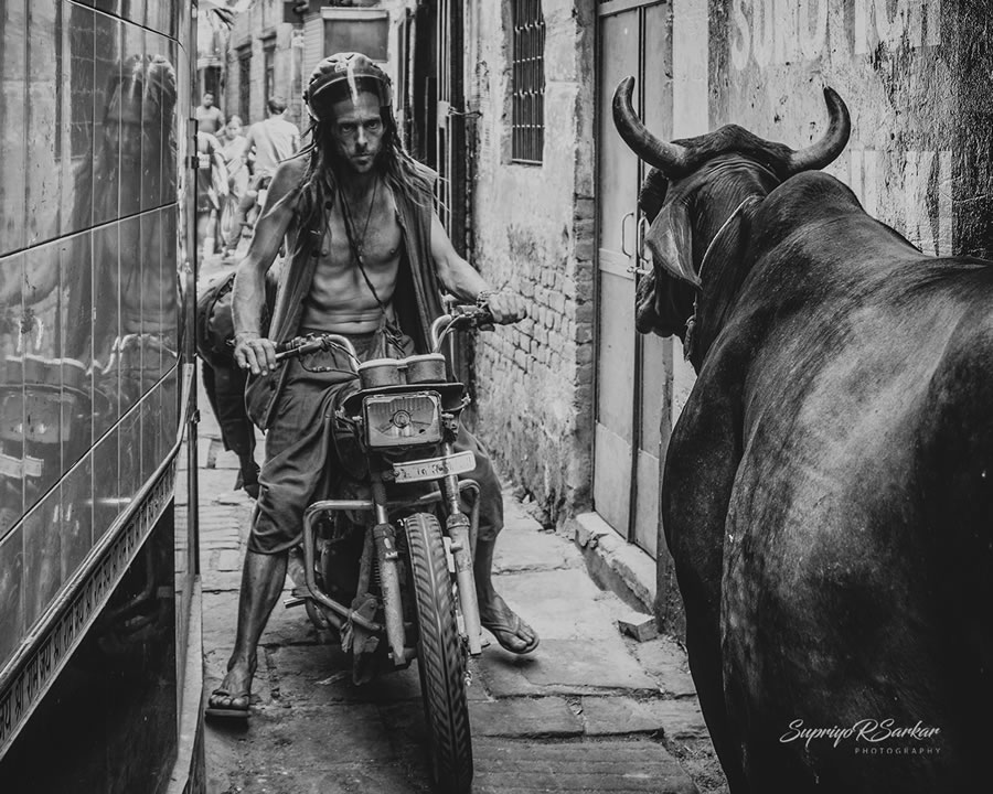 Co-Existence: Bulls Of Varanasi By Supriyo R Sarkar