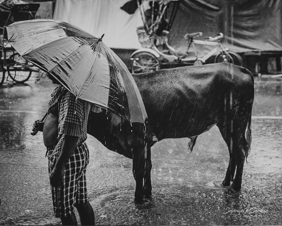 Co-Existence: Bulls Of Varanasi By Supriyo R Sarkar