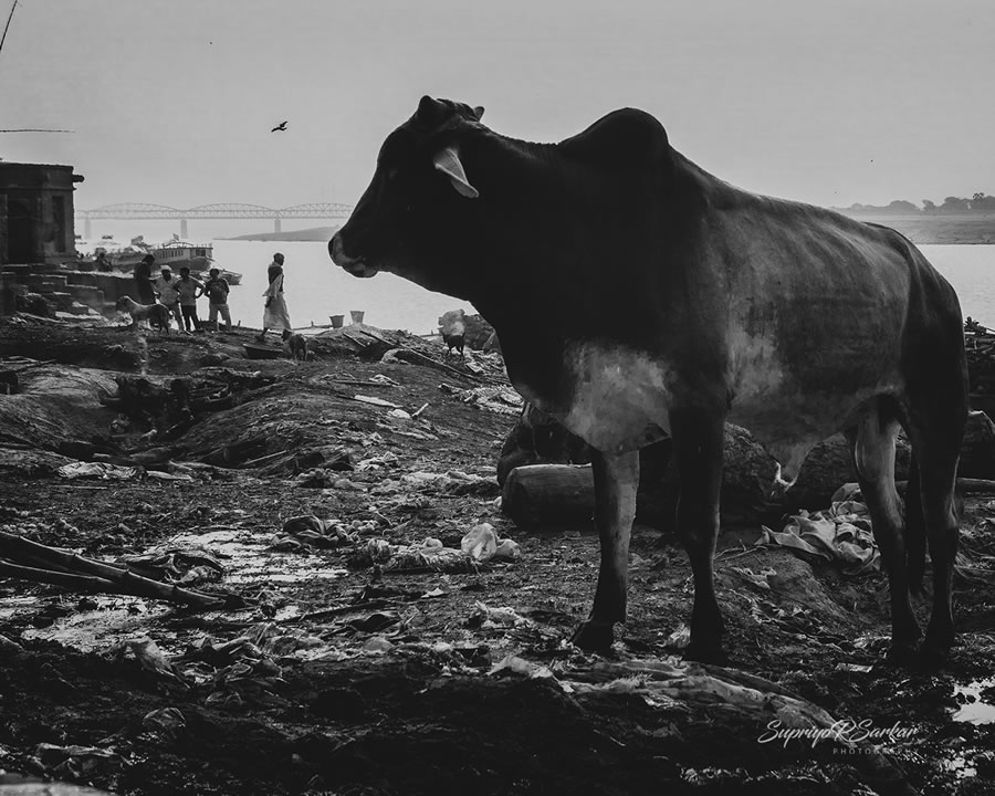 Co-Existence: Bulls Of Varanasi By Supriyo R Sarkar