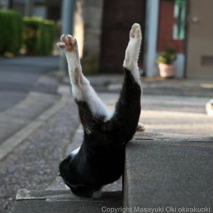 Comedic Stray Cats On The Streets By Masayuki Oki