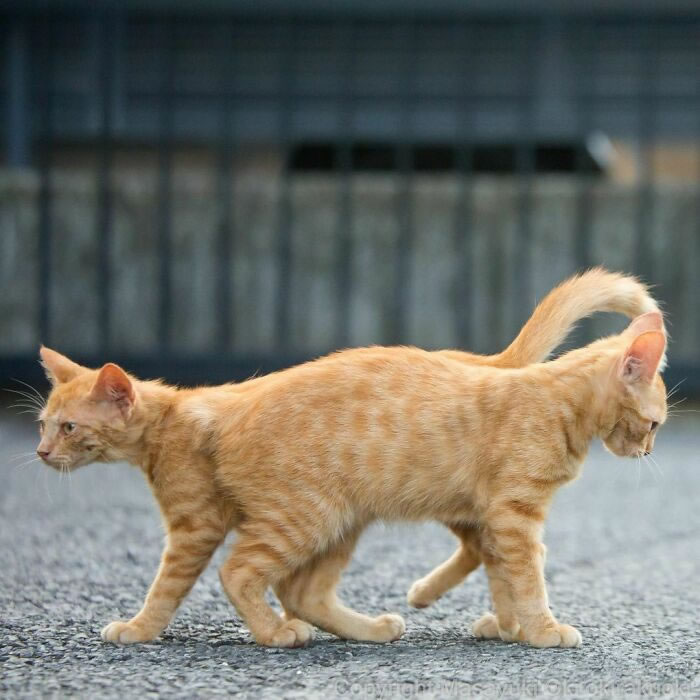 Comedic Stray Cats On The Streets By Masayuki Oki