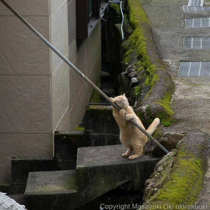 Comedic Stray Cats On The Streets By Masayuki Oki